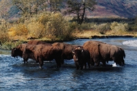 IMG_0004-bison