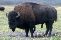 bull bison01