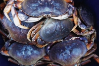 IMG_0005-crabs