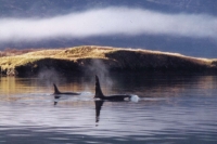 IMG_0005-whale