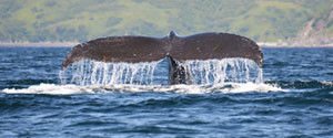 Whale Watching Kodiak Alaska