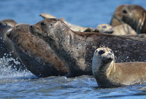 Kodiak Seals